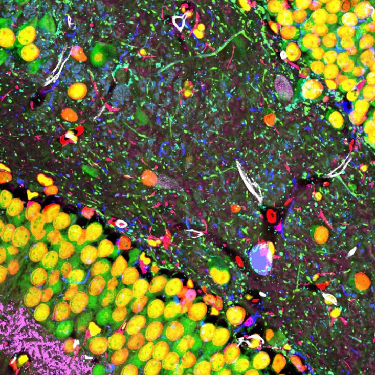 Integrated Molecular Imaging Pipeline