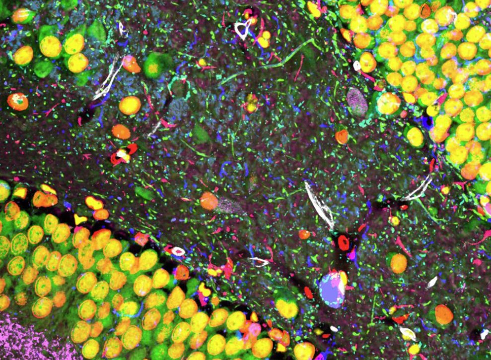 Chang Lab research image 1