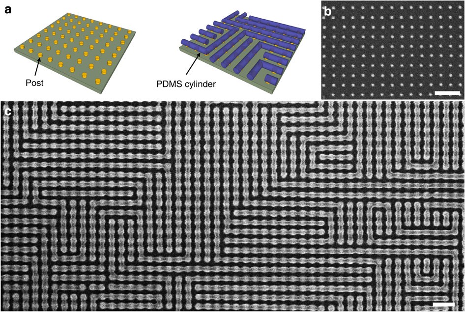 Chang Lab research image 2